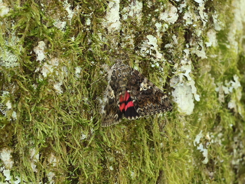 Dark Crimson Underwing