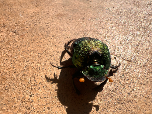 Rainbow Scarab