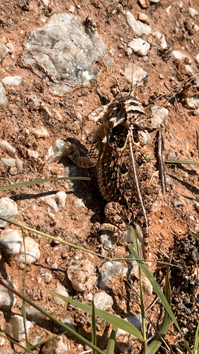 Texas Horned Lizard