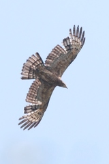 Pernis ptilorhynchus orientalis