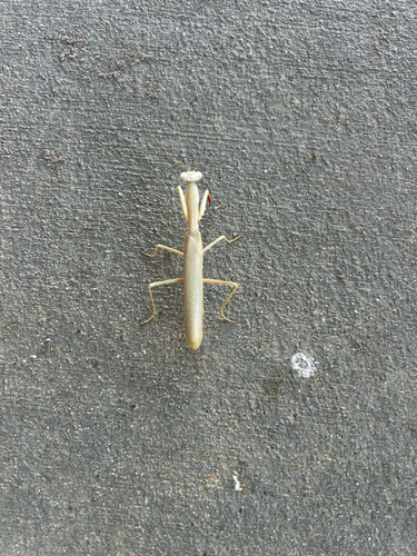 Mediterranean Mantis
