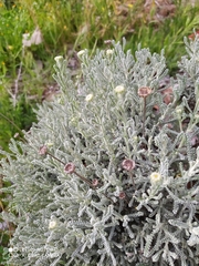 Santolina chamaecyparissus