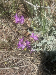 Astragalus utahensis