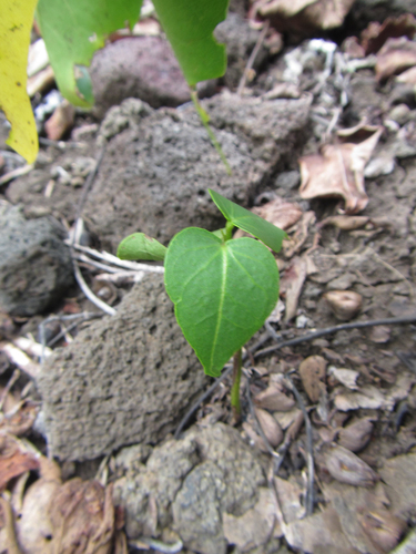Thespesia populnea observed 2018-10-20