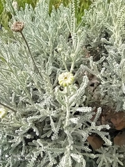 Santolina chamaecyparissus