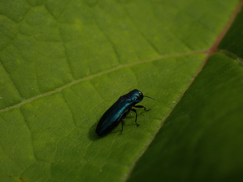 Agrilus cyanescens