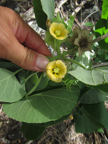 Abutilon sachetianum observed 2018-10-24
