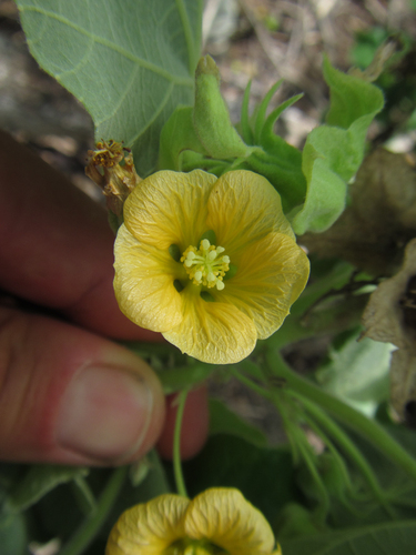 Abutilon sachetianum observed 2018-10-24
