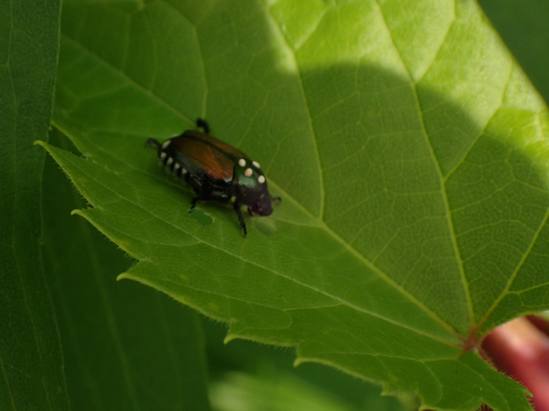 Japanese Beetle