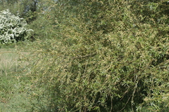 Salix