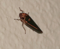 Image of Graphocephala aurolineata