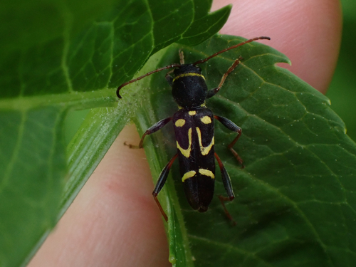 Round-necked Longhorn Beetle