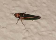 Graphocephala aurolineata