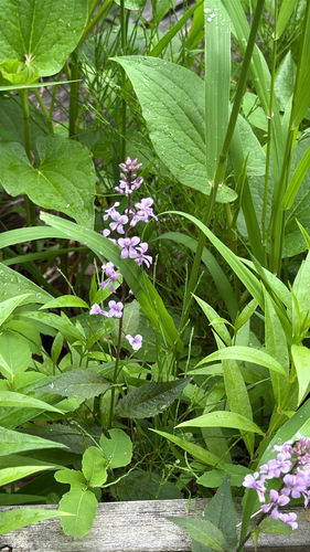 Iodanthus pinnatifidus