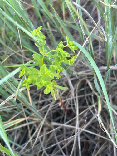 Reticulate-seeded Spurge