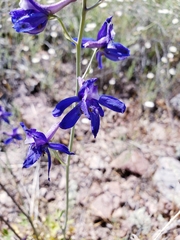 Delphinium scaposum
