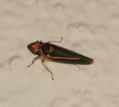 Graphocephala aurolineata