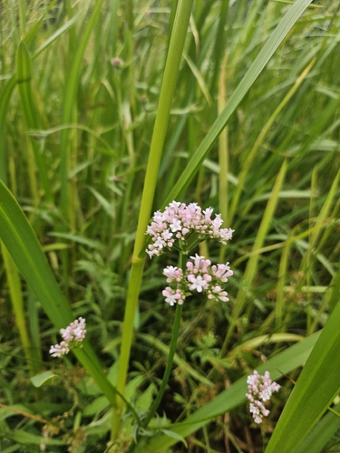 Valeriana dioica, photograph 4