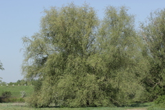 Salix
