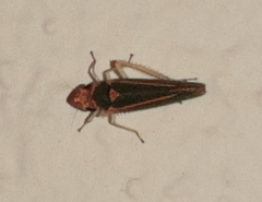 Graphocephala aurolineata