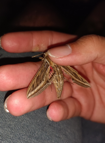 Vine Hawkmoth