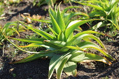 Bulbine latifolia