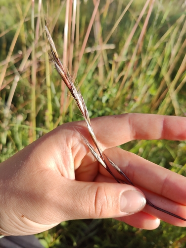 Helictochloa pratensis observed 2026-07-06