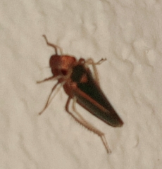 Graphocephala aurolineata