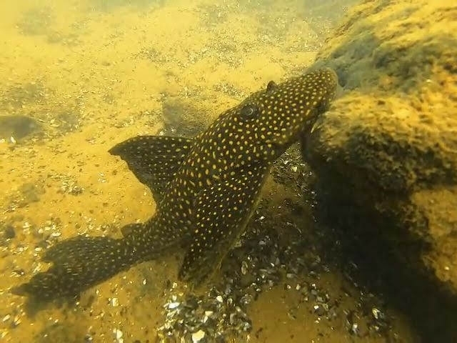 White-Dotted Pleco