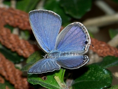 Luthrodes pandava peripatria