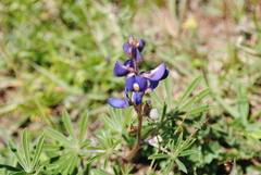 Lupinus gibertianus