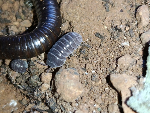 Armadillo officinalis