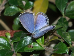 Luthrodes pandava peripatria