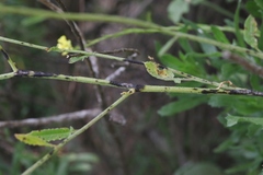 Alternaria brassicae