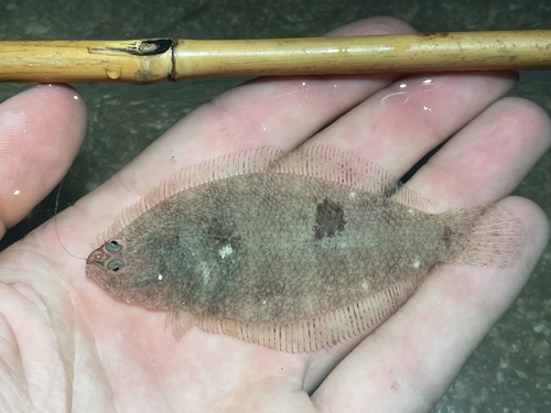 Bay whiff (Citharichthys spilopterus) — Paralichthyidae