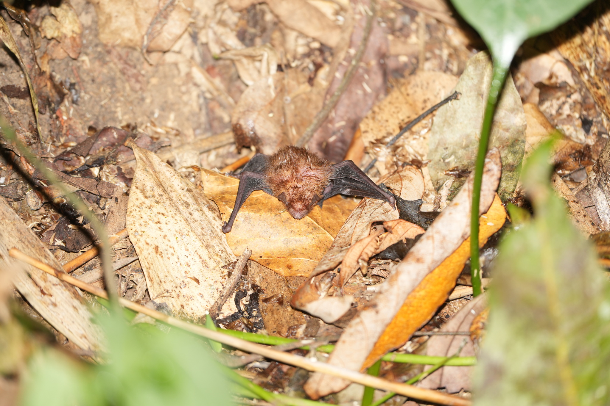 Amber Bamboo Bat photo 5