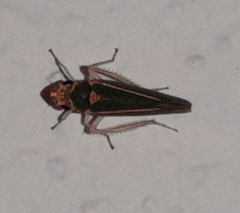 Graphocephala aurolineata