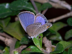 Luthrodes pandava peripatria