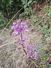 Dichelostemma volubile