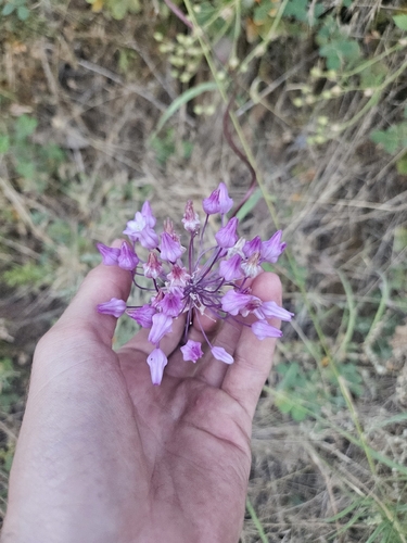 Dichelostemma volubile, photograph 2
