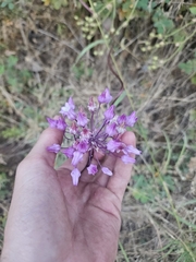 Dichelostemma volubile, photograph (c) average_plant_enjoyer, some rights reserved (CC BY)