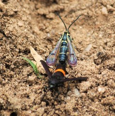Synanthedon exitiosa