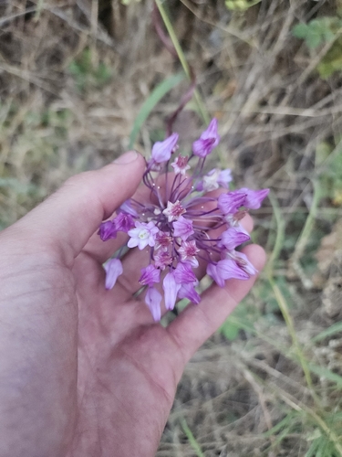 Dichelostemma volubile, photograph 3