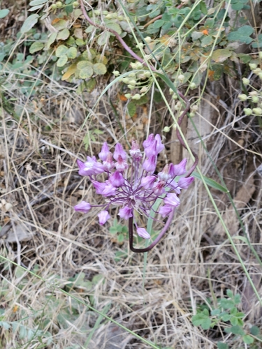 Dichelostemma volubile, photograph 4