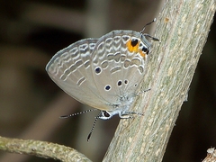 Luthrodes pandava peripatria