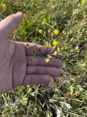 Potentilla hippiana, photograph (c) Alex Baxter, some rights reserved (CC BY)