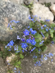 Brunnera