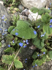Brunnera