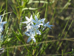 Amsonia