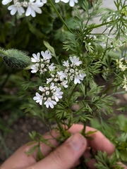 Coriandrum sativum, photograph (c) Owen, some rights reserved (CC BY)